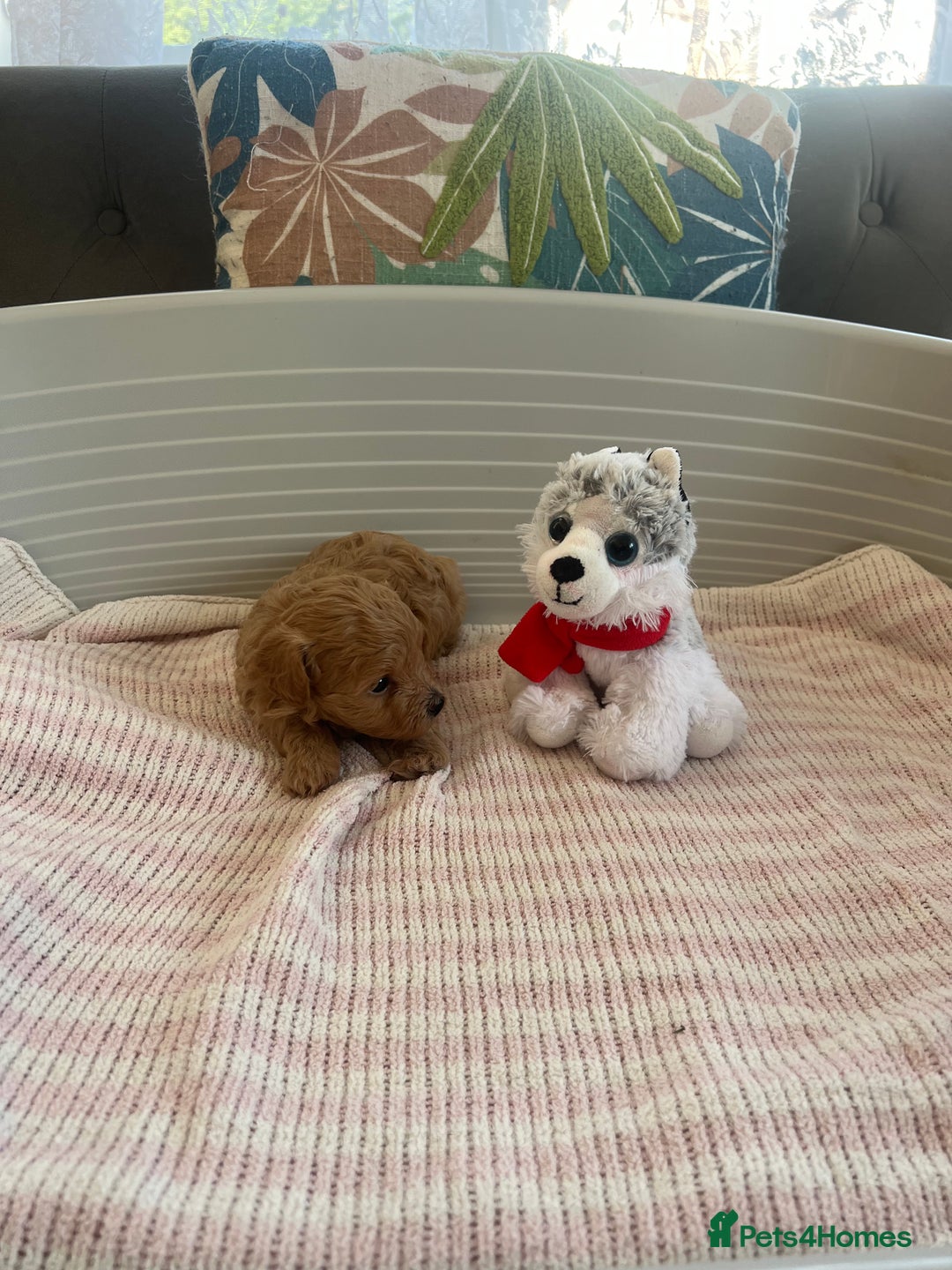 Maltipoo dogs for sale: Gorgeous Maltipoo Puppies - Image 19