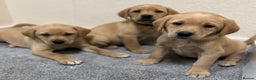 Labrador Retriever dogs for sale: Labrador puppies - Advert 5