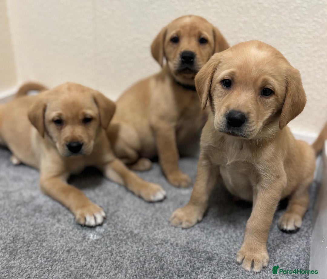 Labrador Retriever dogs for sale: Labrador puppies - Advert 5