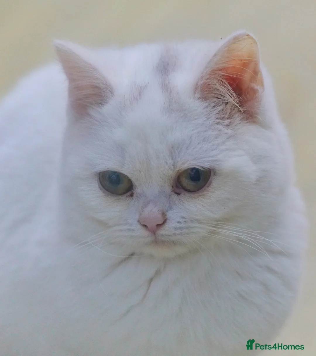 British Shorthair cats for sale: FEMALE & Male Pure British Shorthair kittens - Advert 9