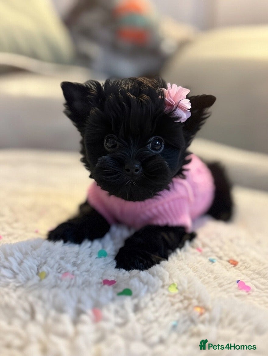 Yorkshire Terrier dogs Mini Black Yorkshire terriers puppies  - Advert 6