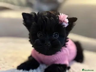 Yorkshire Terrier dogs Mini Black Yorkshire terriers puppies - Advert 2