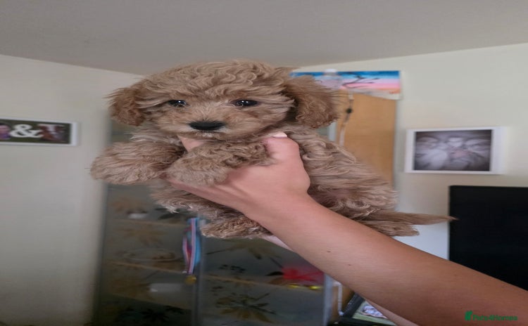 Maltipoo dogs - Advert 2
