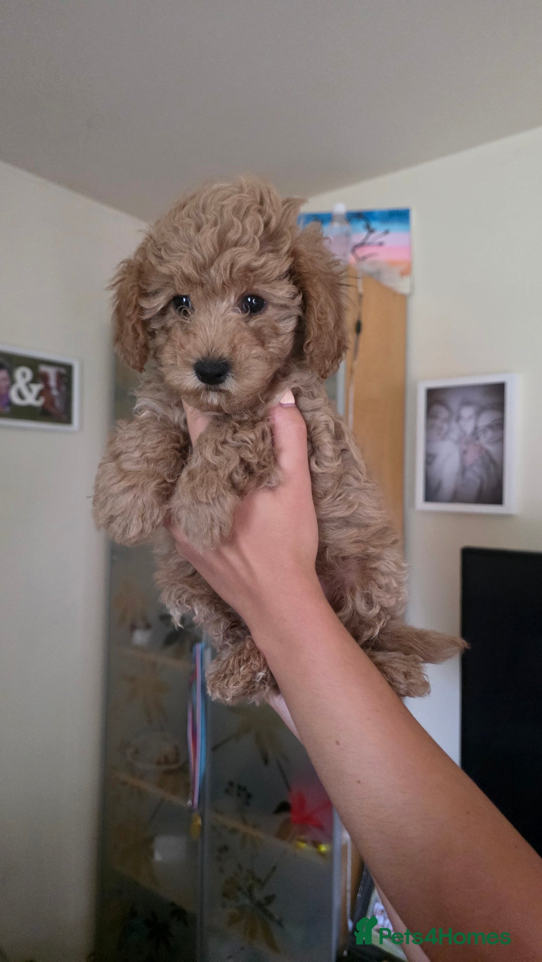 Maltipoo dogs for sale: Maltipoo/toy poodle  - Image 3
