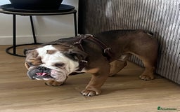 English Bulldog dogs for sale: 2 Year Old English Bulldog Ted - Image 5