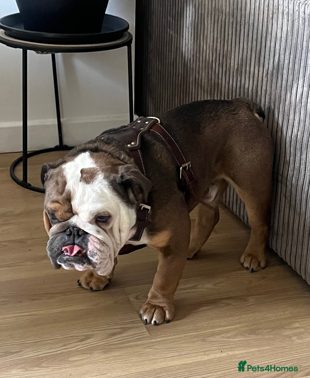 English Bulldog dogs for sale: 2 Year Old English Bulldog Ted - Image 5