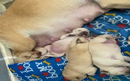 Labrador Retriever dogs for sale: Labrador puppies  - Image 2