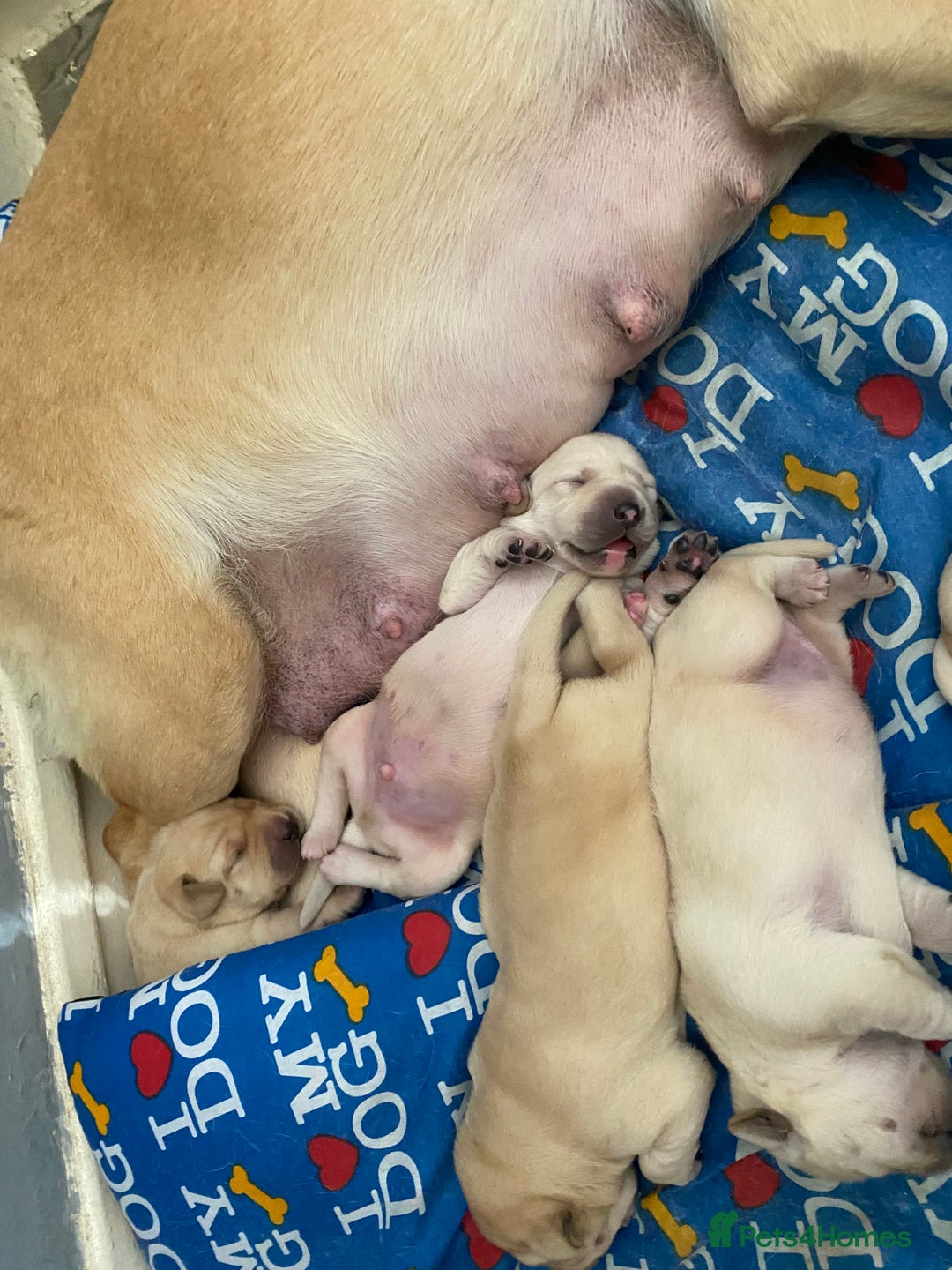 Labrador Retriever dogs for sale: Labrador puppies  - Image 2