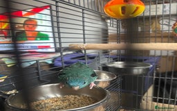 Parakeets birds for sale: Lineoated Parakeet Beautiful Turquoise  - Image 2