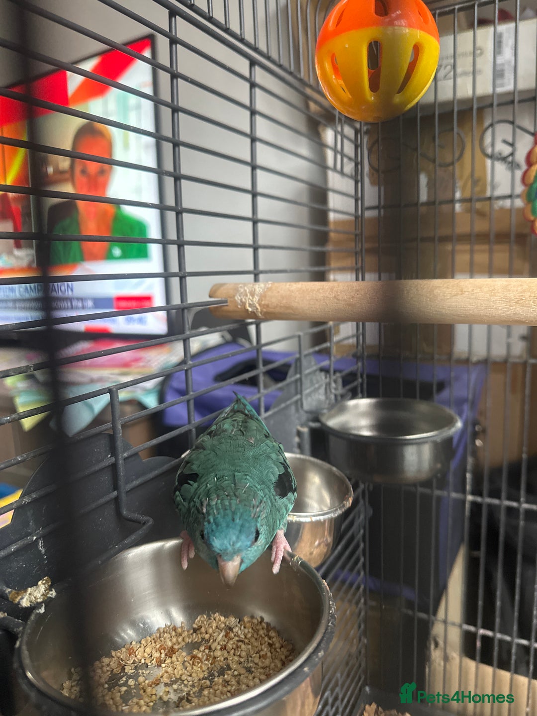 Parakeets birds for sale: Lineoated Parakeet Beautiful Turquoise  - Image 2