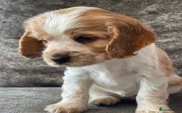 Cocker Spaniel dogs for sale: Top class cocker spaniel puppies  - Image 9