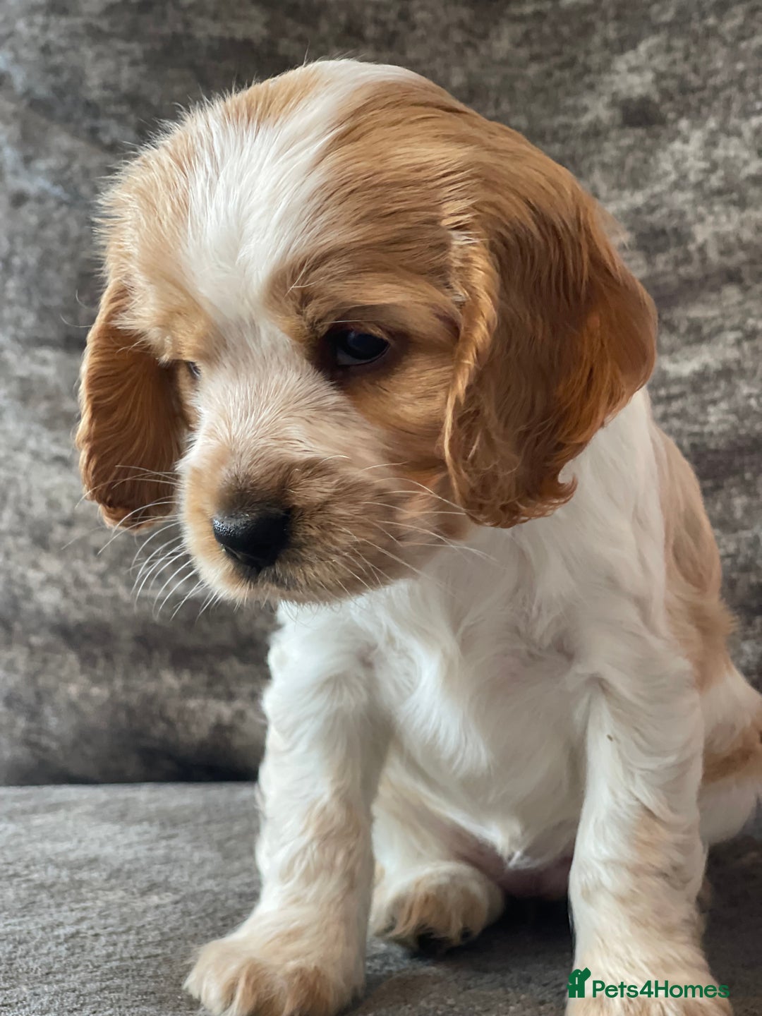 Cocker Spaniel dogs for sale: Top class cocker spaniel puppies  - Image 9