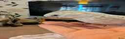 Cockatiels birds for sale: Beautiful cockatiel and large cage  in Norwich - Advert 7