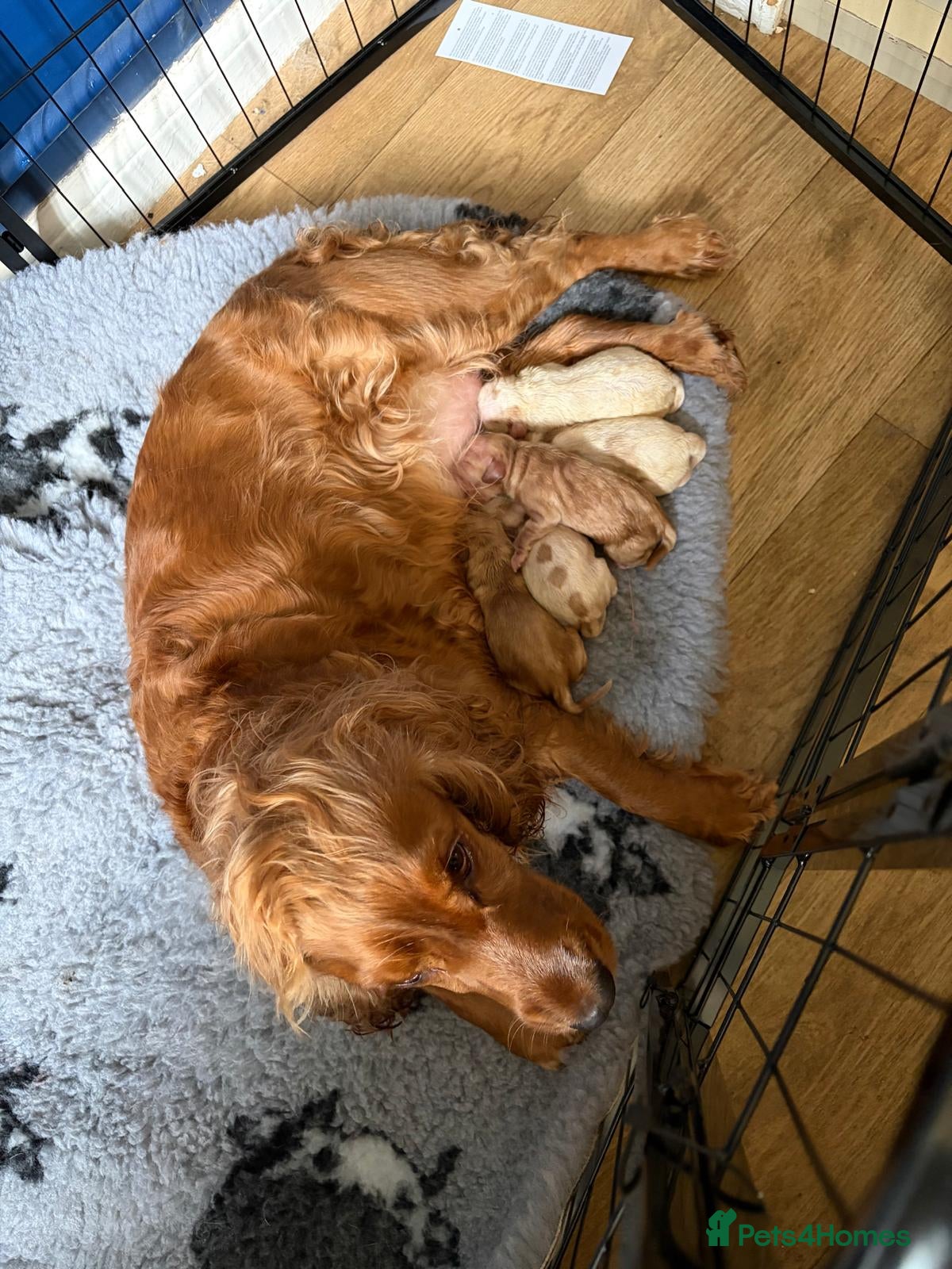 Cockapoo dogs Beautiful cockapoo puppies  - Advert 10