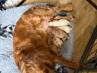 Cockapoo dogs Beautiful cockapoo puppies - Advert 10