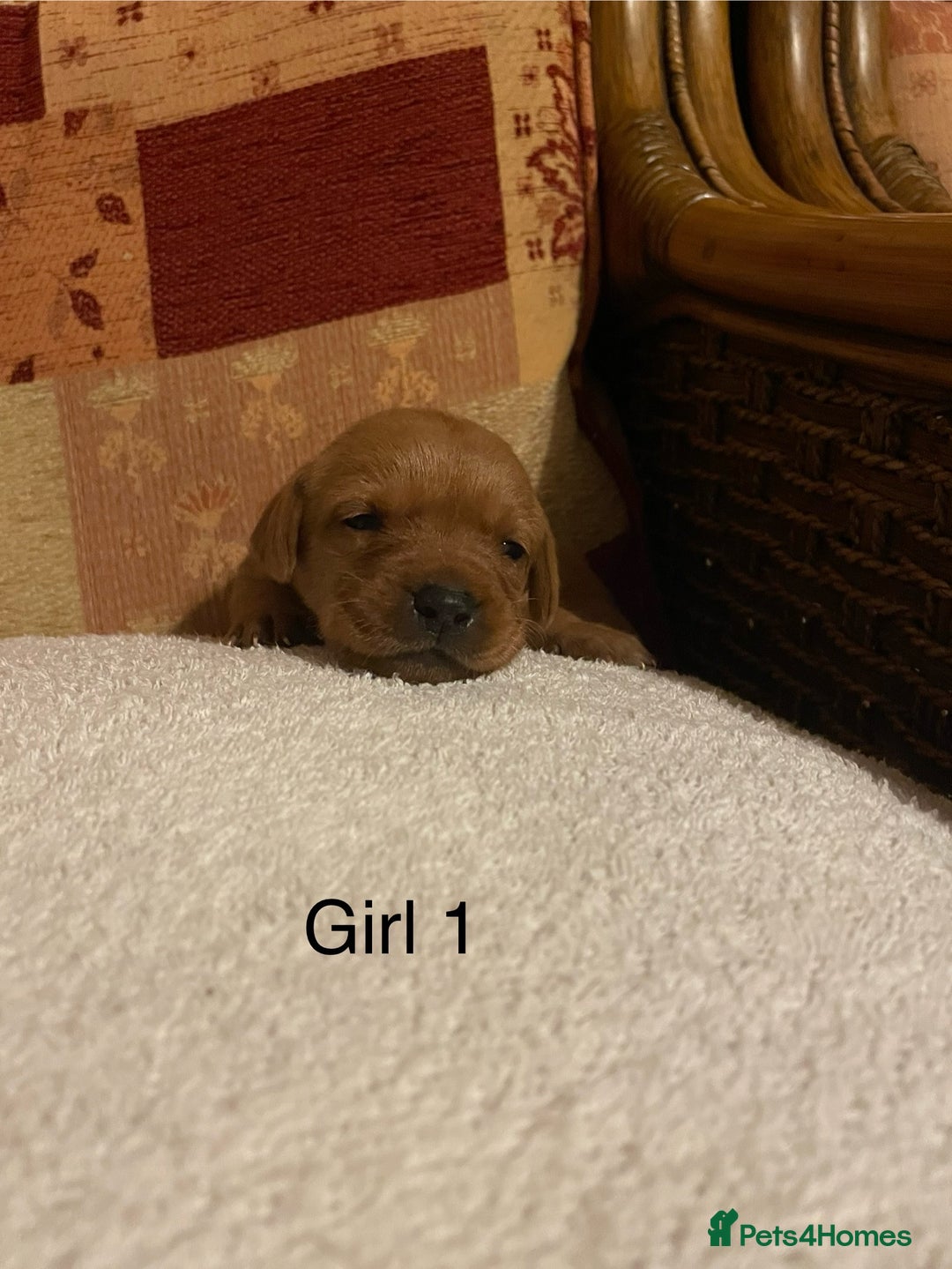 Labrador Retriever dogs for sale: KC Registered Fox Red Labrador Puppies  - Advert 8