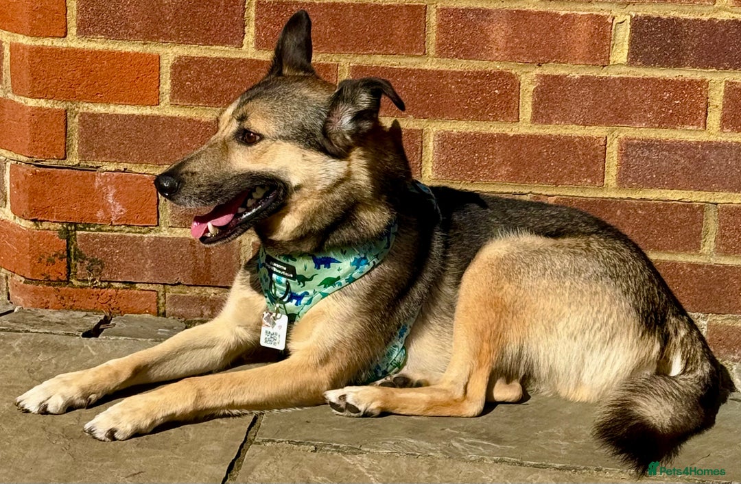 German Shepherd dogs for adoption: Wallie: Saved in the Final Moments - Image 9