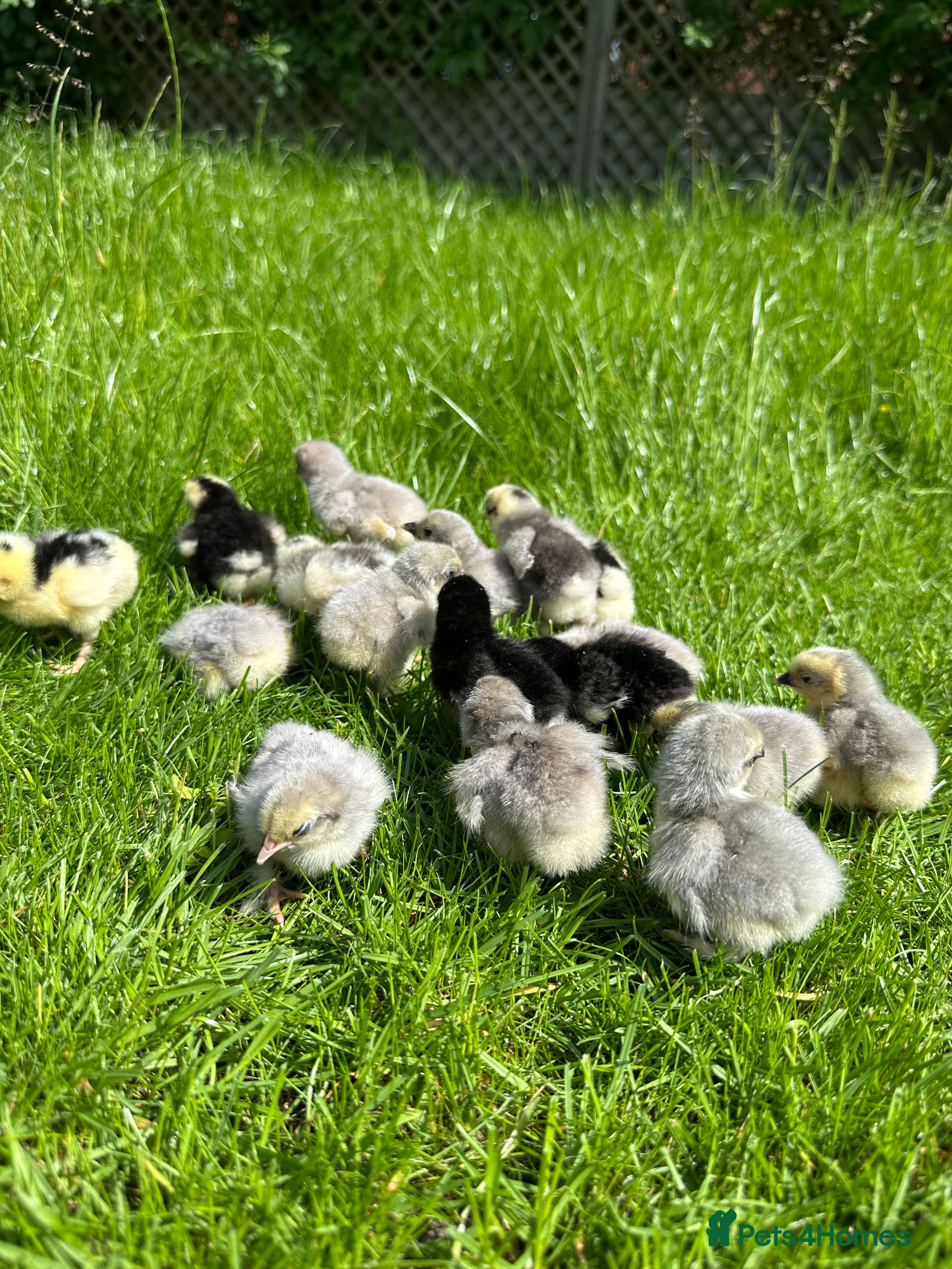 Chickens poultry Day old pure breed chicks  - Advert 1