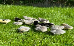 Chickens poultry for sale: Day old pure breed chicks  - Image 1