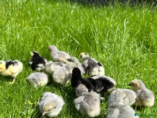 Chickens poultry Day old pure breed chicks - Advert 1