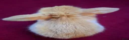 Mini Lop rabbits for sale: 🐰6 Mini Lop x Angora Baby Bunnies for Sale🐰 - Advert 11
