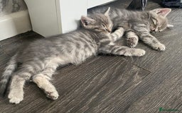 Ragdoll cats for sale: Ragdoll cross tabby kittens  - Advert 7