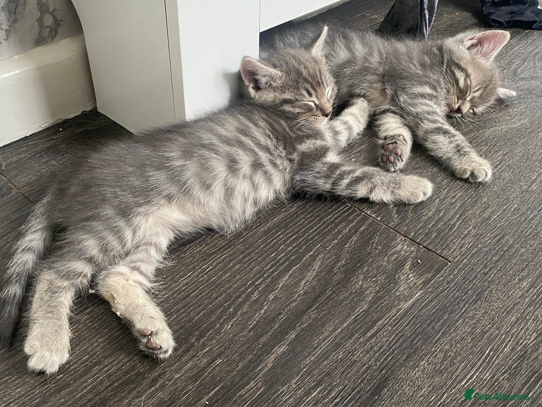 Ragdoll cats for sale: Ragdoll cross tabby kittens  - Advert 7