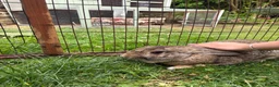 Mixed Breed rabbits for sale: Male rabbit  - Advert 3