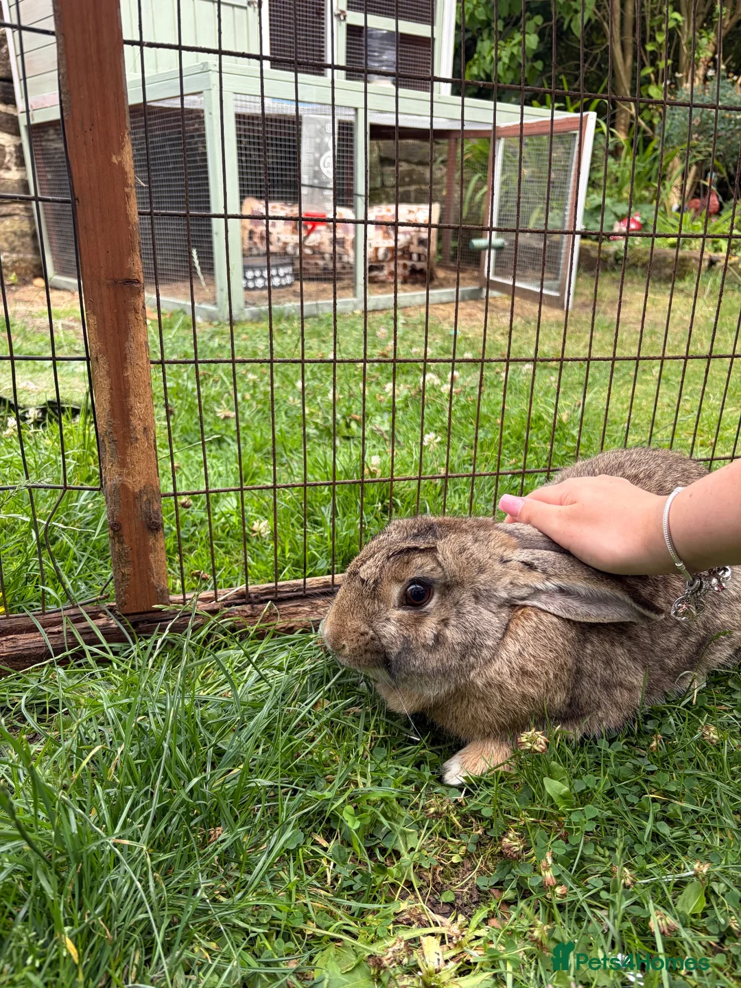 Mixed Breed rabbits for sale: Male rabbit  - Advert 3