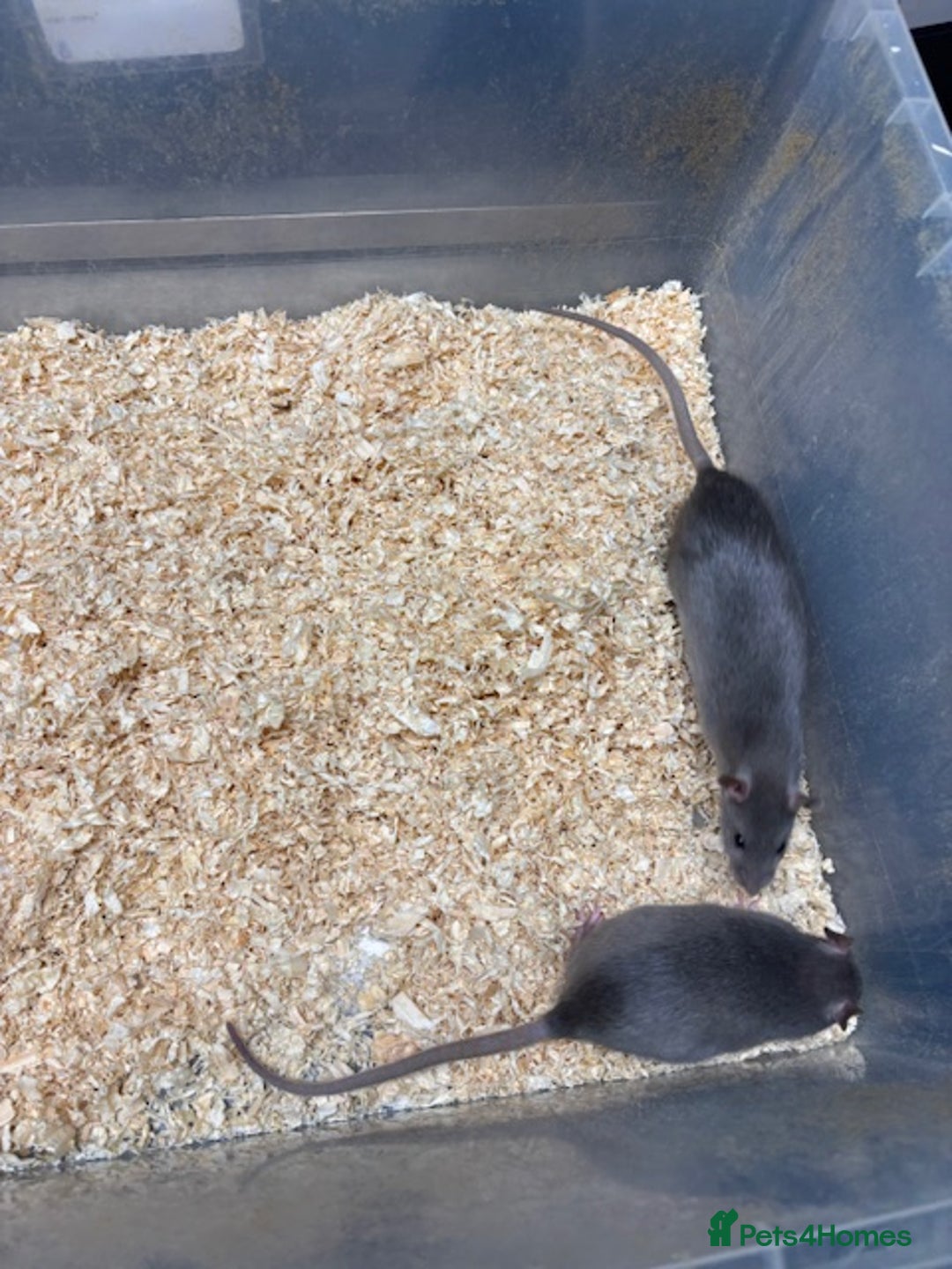 Rat rodents for sale: Male & female rats for sale - Advert 4