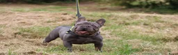French Bulldog dogs for stud: Lilac testable fluffy frenchie French bulldog stud - Advert 1