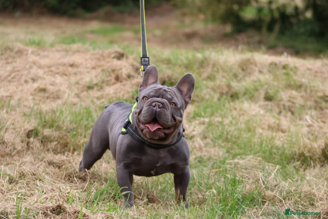 French Bulldog dogs for stud: Lilac testable fluffy frenchie French bulldog stud - Advert 1
