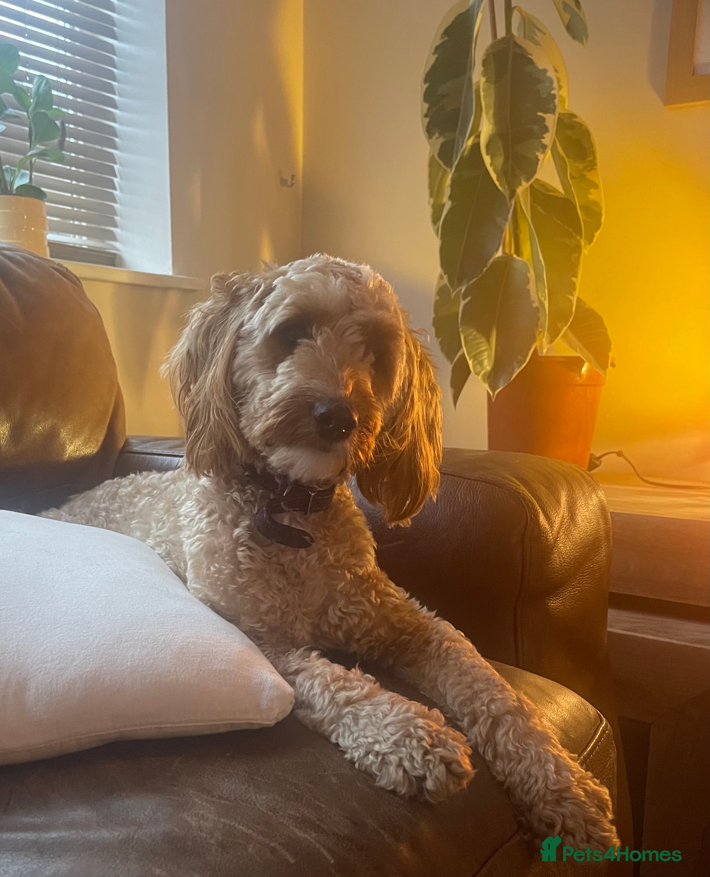 Cockapoo dogs Lailani 11 month old apricot F1 cockerpoo - Advert 5