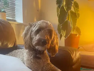 Cockapoo dogs Lailani 11 month old apricot F1 cockerpoo - Advert 5