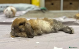 Mini Lop rabbits for sale: 2 beautiful mini lop girls available  - Image 5