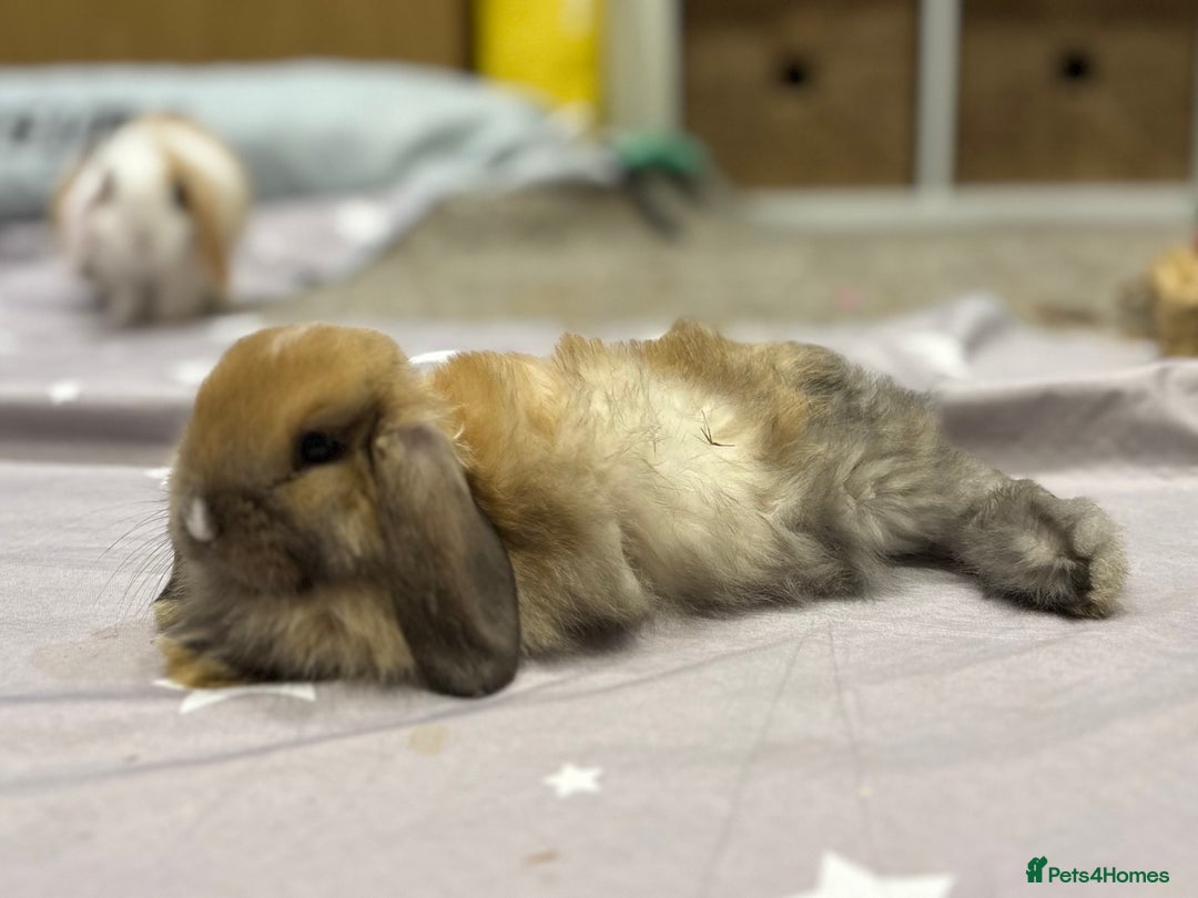 Mini Lop rabbits for sale: 2 beautiful mini lop girls available  - Image 5
