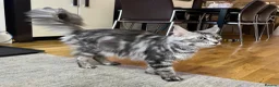 Mixed Breed cats for sale: 4Maine Coon Cross Male Kittens Need Loving Homes . - Advert 14