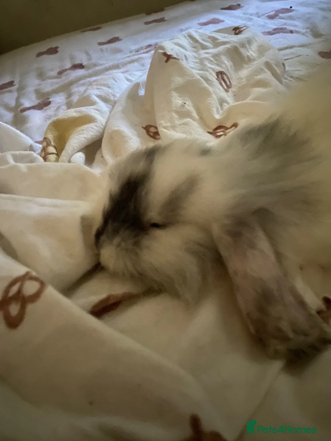 Mini Lion Lop rabbits for sale: ⭐️Beautiful fluffy Lionlops⭐️ - Advert 10