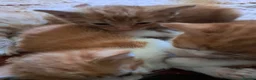 Mixed Breed cats for sale: Ginger, ginger white,white kittens prices vary - Advert 12