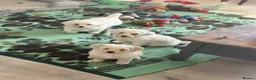 Bichon Frise dogs for sale: Puppies  in Norwich - Advert 7