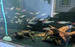 Plecos fish for sale: Pleco l333 - Image 4
