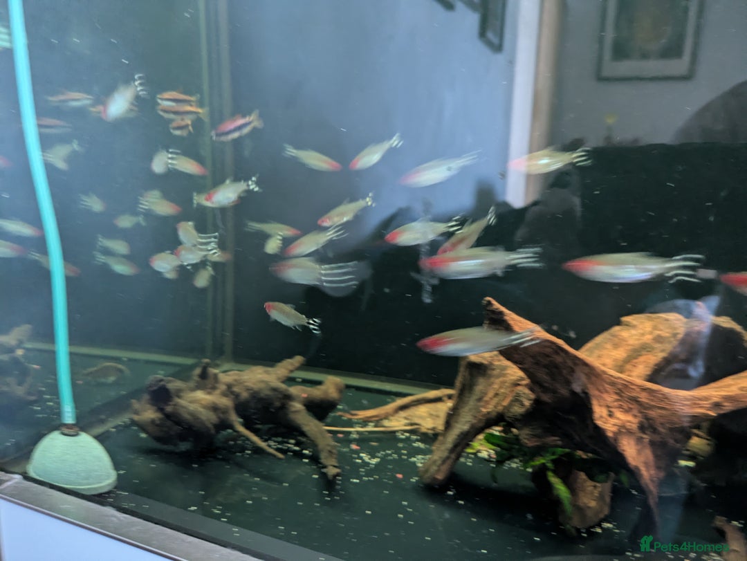 Plecos fish for sale: Pleco l333 - Image 4