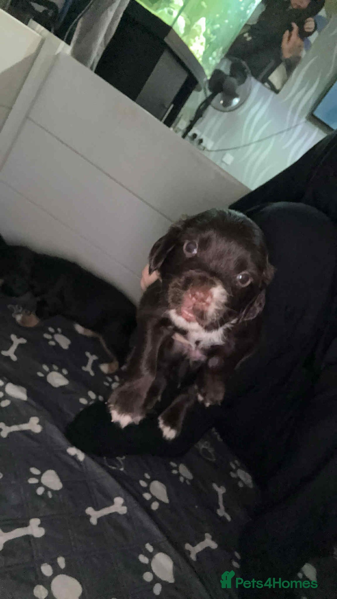 Cocker Spaniel dogs for sale: 1 stunning little boy cockerspaniel  - Image 4
