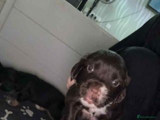 Cocker Spaniel dogs - Advert 27