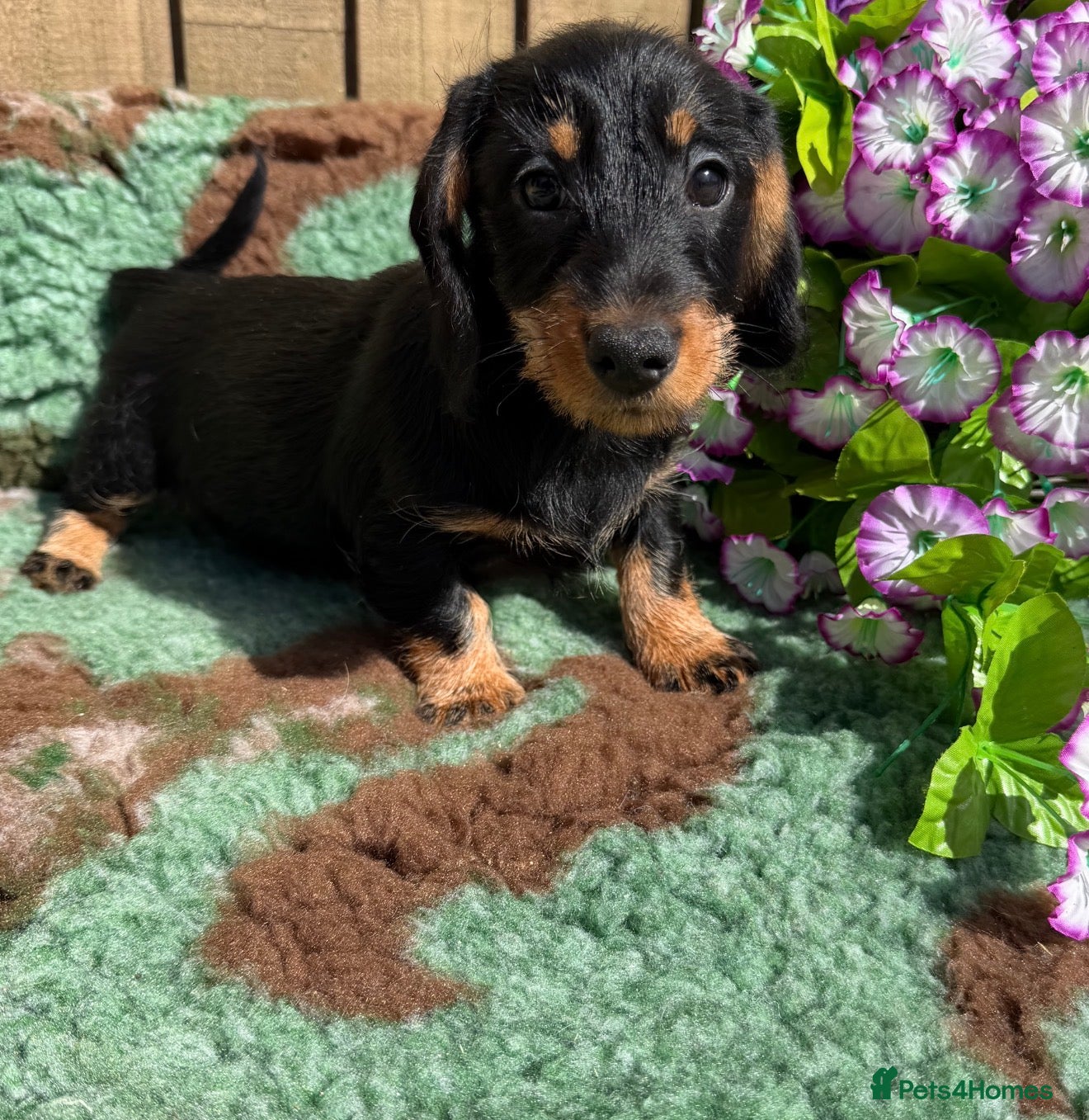 Miniature Dachshund dogs 💜Stunning KC Mini Wirehair Dachshunds💜 - Advert 1
