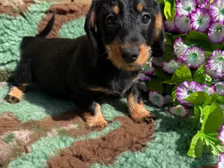 Miniature Dachshund dogs 💜Stunning KC Mini Wirehair Dachshunds💜 - Advert 1