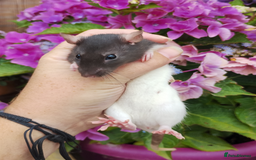 Rat rodents for sale: 2 beautiful female rats ready now  - Image 3