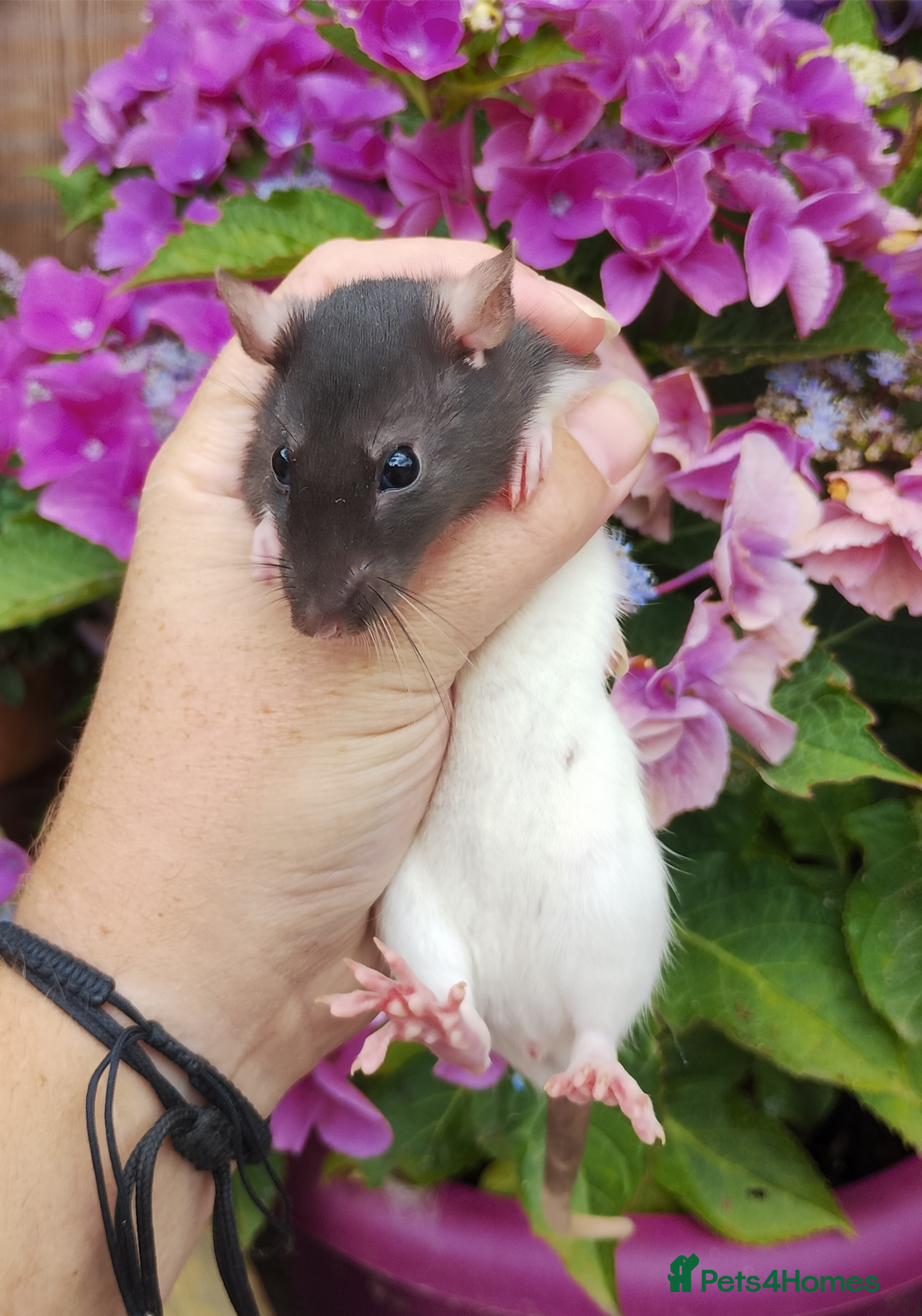 Rat rodents for sale: 2 beautiful female rats ready now  - Image 3