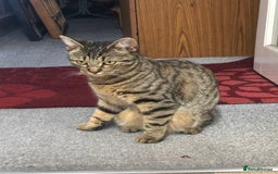 Mixed Breed cats for sale: Cat to rehome - Image 3