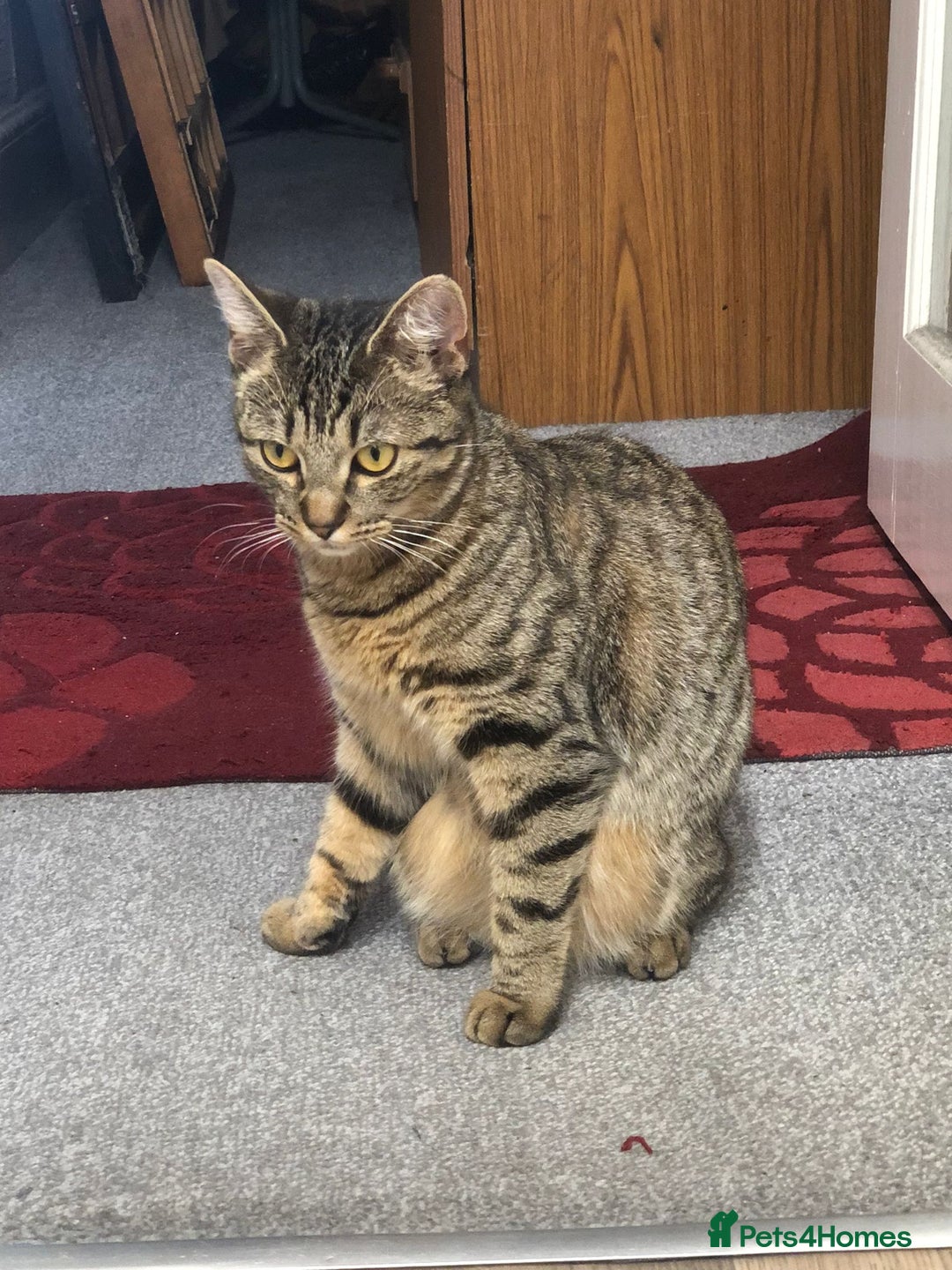 Mixed Breed cats for sale: Cat to rehome - Image 3